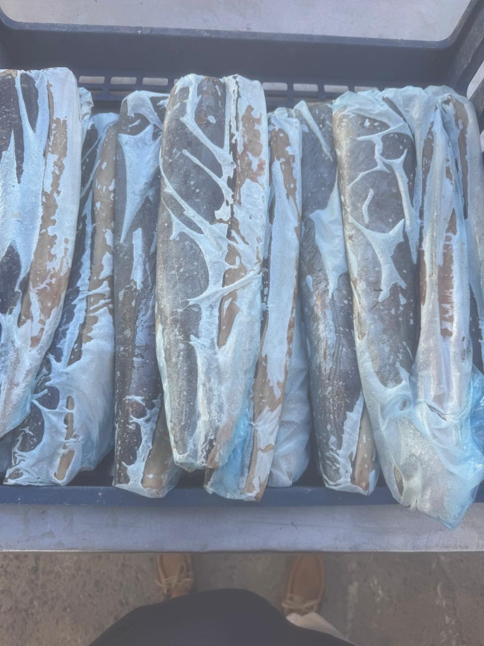 Snoek